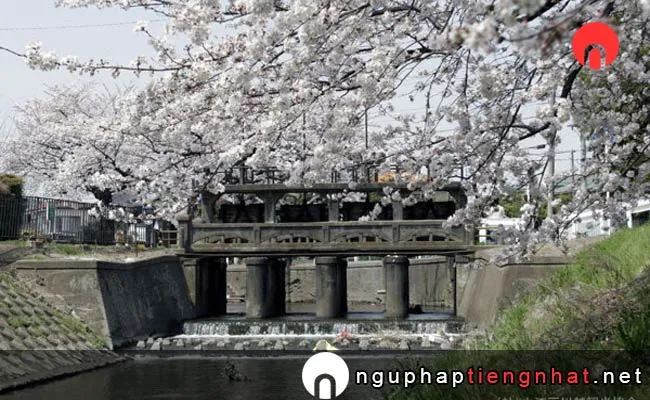 Những địa điểm ngắm hoa anh đào ở saitama - 新河岸川の桜