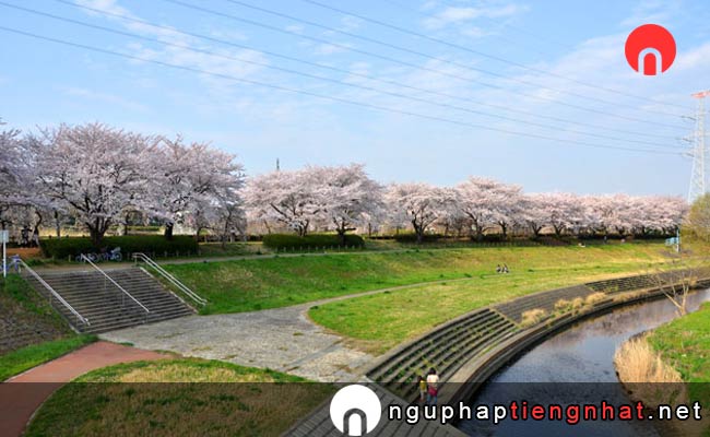Những địa điểm ngắm hoa anh đào ở saitama - 小畔水鳥の郷公園