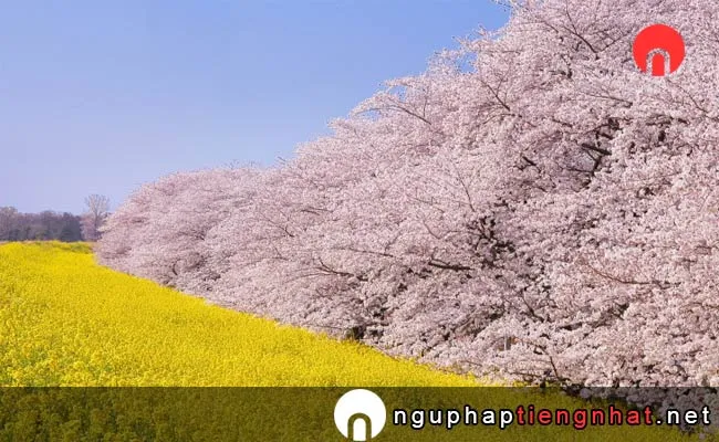 Những địa điểm ngắm hoa anh đào ở saitama - 熊谷桜堤