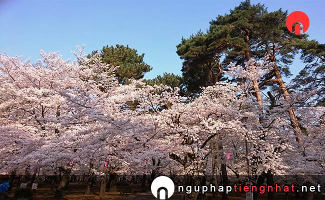 Những địa điểm ngắm hoa anh đào ở saitama - 大宮公園