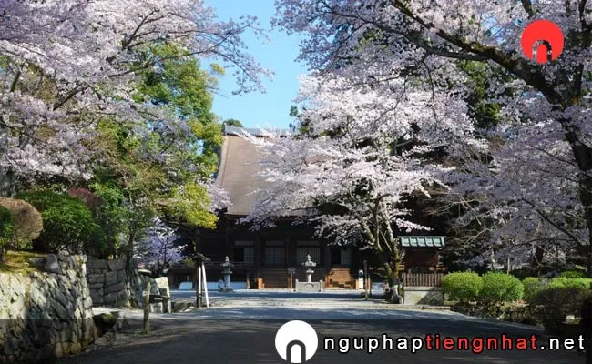 Những địa điểm ngắm hoa anh đào ở shiga - 三井寺(園城寺)の桜