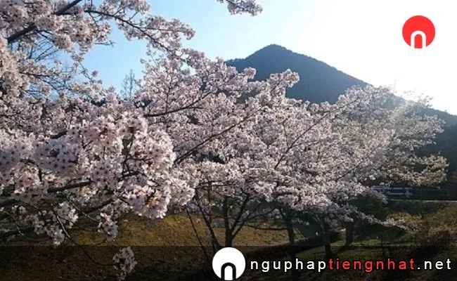 Những địa điểm ngắm hoa anh đào ở shiga - 近江富士花緑公園
