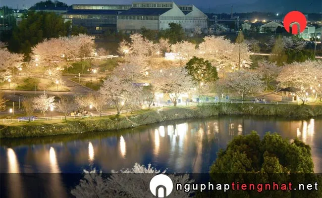 Những địa điểm ngắm hoa anh đào ở shiga - にごり池自然公園