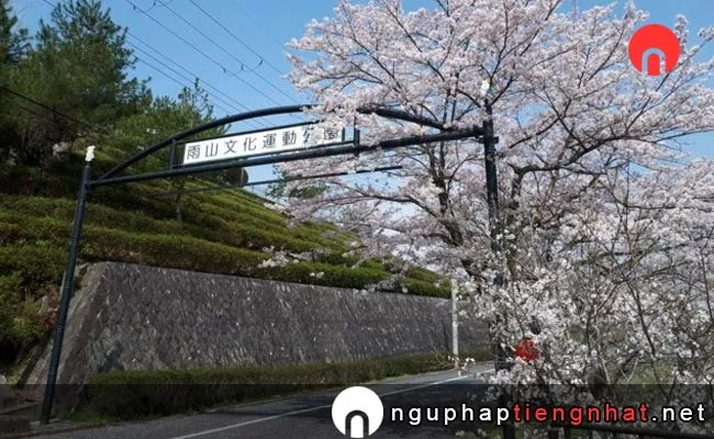 Những địa điểm ngắm hoa anh đào ở shiga - 雨山文化運動公園
