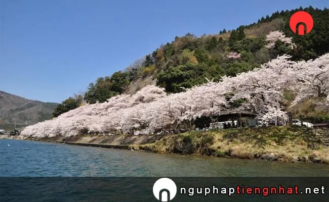 Những địa điểm ngắm hoa anh đào ở shiga - 海津大崎の桜