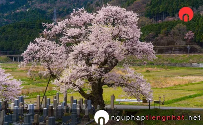 Những địa điểm ngắm hoa anh đào ở shiga - 清水の桜
