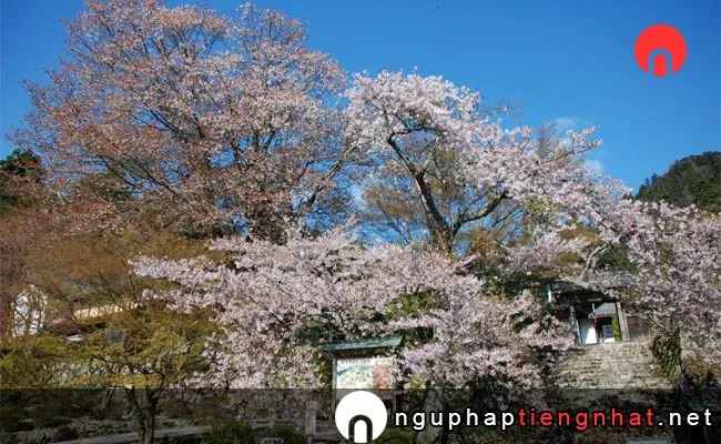Những địa điểm ngắm hoa anh đào ở shiga - 国史跡」釈迦山 百済寺(湖東三山)