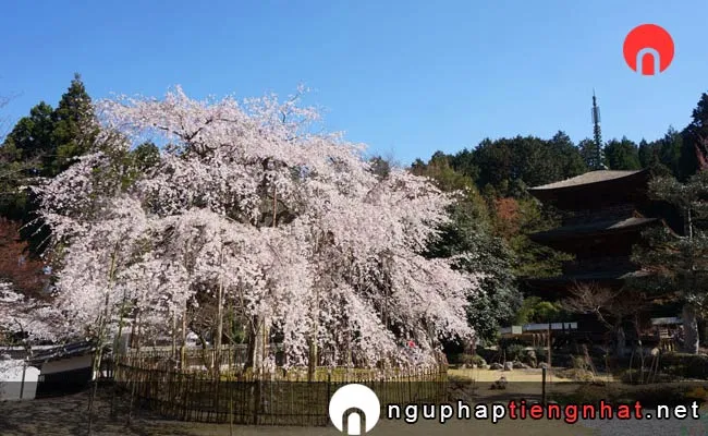 Những địa điểm ngắm hoa anh đào ở shiga - 清瀧寺徳源院