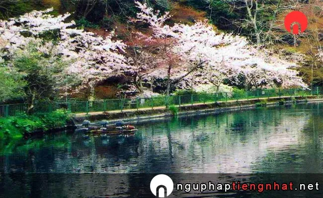 Những địa điểm ngắm hoa anh đào ở shiga - 滋賀県醒井養鱒場