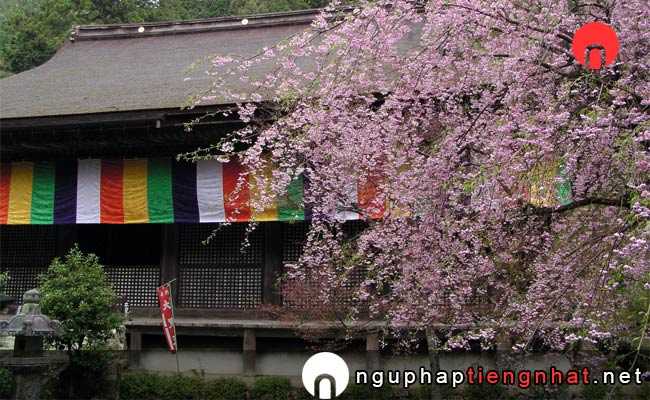 Những địa điểm ngắm hoa anh đào ở shiga - 金剛輪寺
