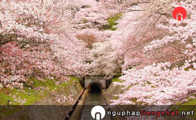 Những địa điểm ngắm hoa anh đào ở shiga - 琵琶湖疏水