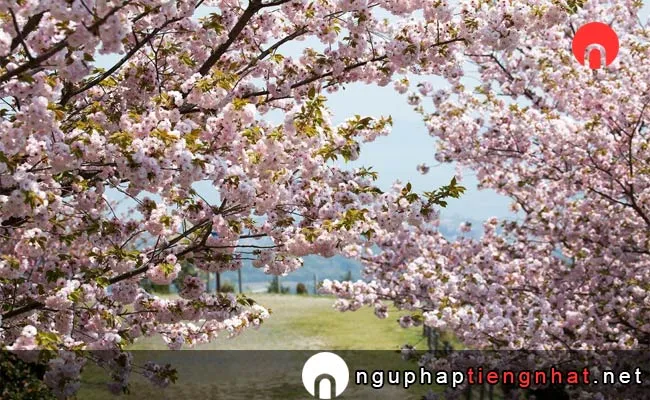 Những địa điểm ngắm hoa anh đào ở shiga - 奥比叡・延暦寺境内の桜
