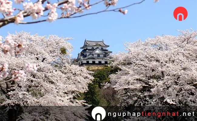 Những địa điểm ngắm hoa anh đào ở shiga - 国宝・彦根城