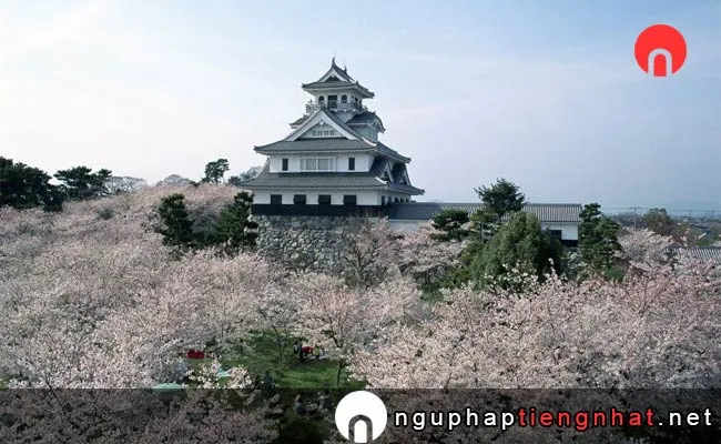 Những địa điểm ngắm hoa anh đào ở shiga - 豊公園(長浜城)