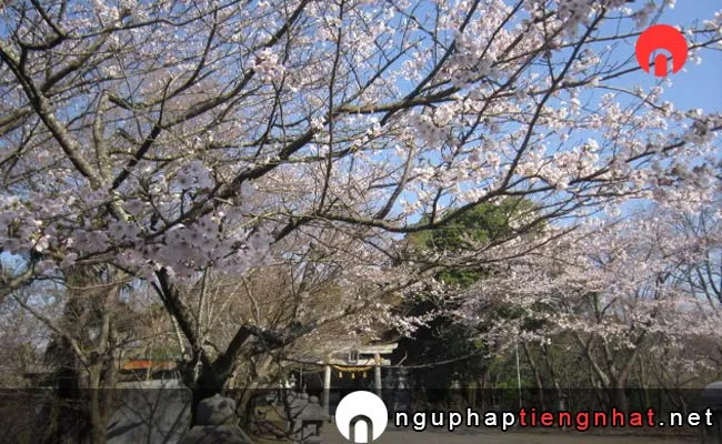 Những địa điểm ngắm hoa anh đào ở shiga - 虎御前山の桜