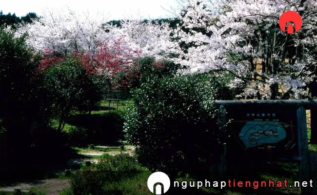 Những địa điểm ngắm hoa anh đào ở shiga - 水口古城山