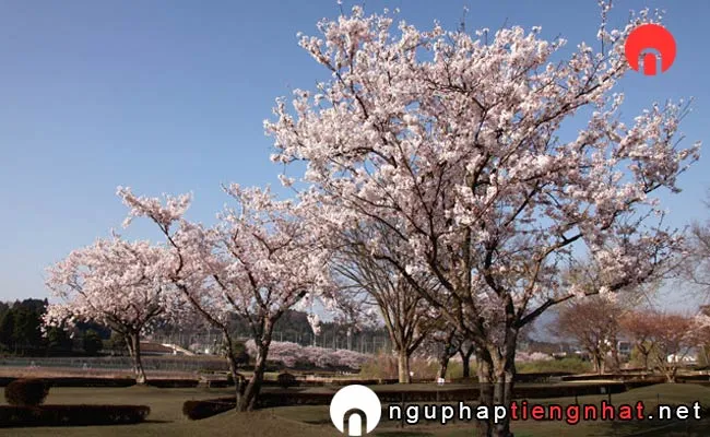 Những địa điểm ngắm hoa anh đào ở shiga - 水口スポーツの森
