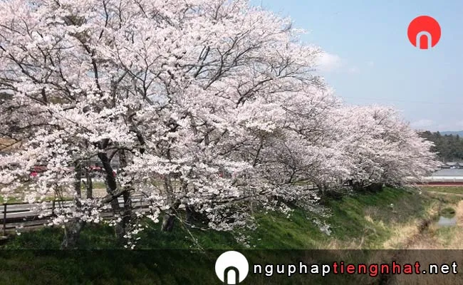 Những địa điểm ngắm hoa anh đào ở shiga - 甲南町下野川