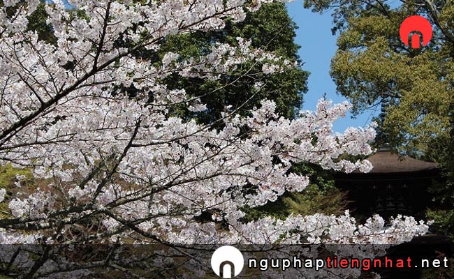 Những địa điểm ngắm hoa anh đào ở shiga - 石山寺