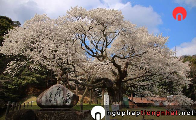 Những địa điểm ngắm hoa anh đào ở shimane - 三隅大平桜