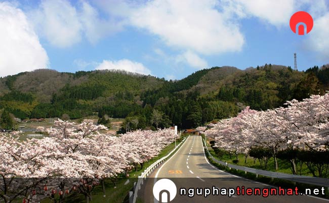 Những địa điểm ngắm hoa anh đào ở shimane - 野坂桜並木