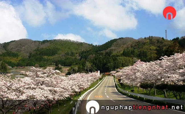 Những địa điểm ngắm hoa anh đào ở shimane - 野坂桜並木