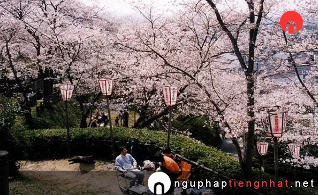 Những địa điểm ngắm hoa anh đào ở shimane - 安来公園
