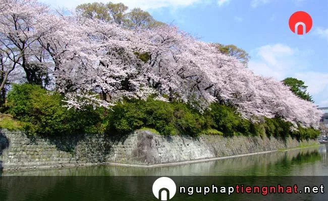 Những địa điểm ngắm hoa anh đào ở shizuoka - 駿府城公園