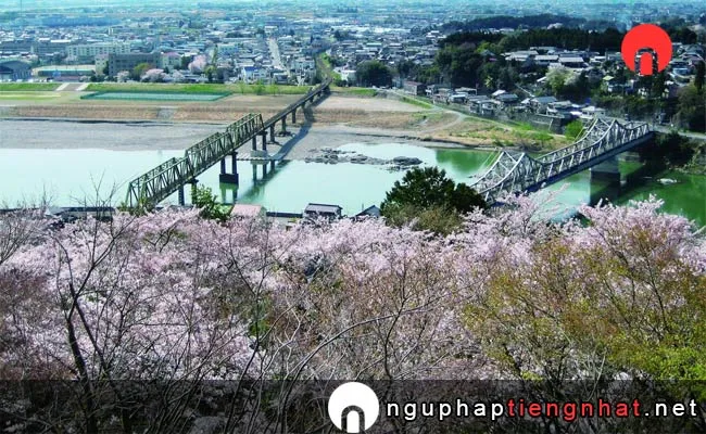 Những địa điểm ngắm hoa anh đào ở shizuoka - 鳥羽山公園の桜
