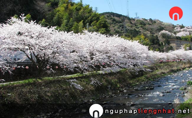 Những địa điểm ngắm hoa anh đào ở shizuoka - 千歳川沿い