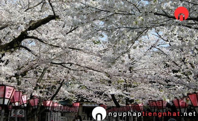 Những địa điểm ngắm hoa anh đào ở shizuoka - 三嶋大社