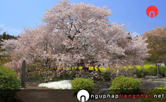 Những địa điểm ngắm hoa anh đào ở shizuoka - 狩宿の下馬桜