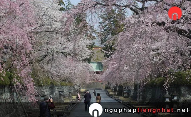 Những địa điểm ngắm hoa anh đào ở shizuoka - 大石寺