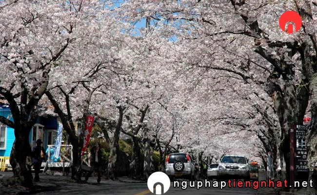 Những địa điểm ngắm hoa anh đào ở shizuoka - 伊豆高原桜並木