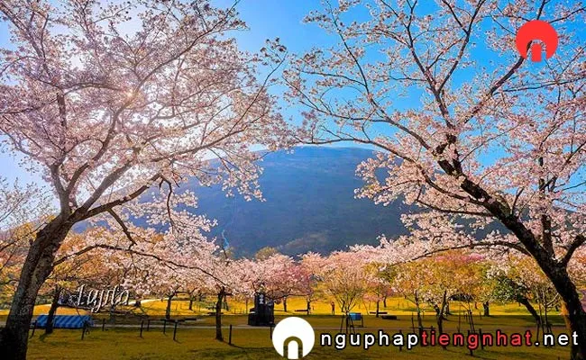 Những địa điểm ngắm hoa anh đào ở shizuoka - さくらの里の桜