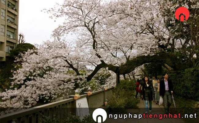 Những địa điểm ngắm hoa anh đào ở shizuoka - 伊東温泉