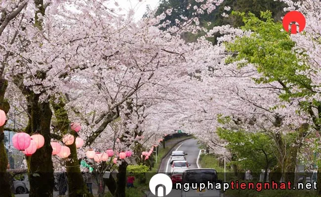 Những địa điểm ngắm hoa anh đào ở shizuoka - 家山の桜