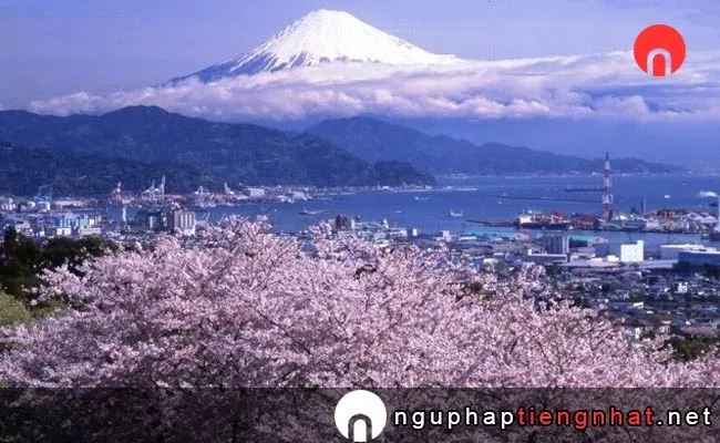 Những địa điểm ngắm hoa anh đào ở shizuoka - 日本平の桜