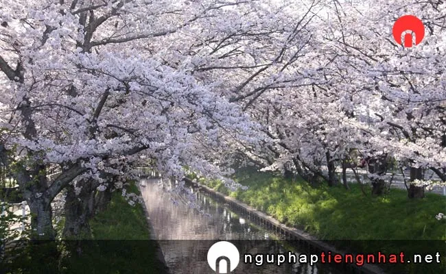 Những địa điểm ngắm hoa anh đào ở shizuoka - 木屋川堤