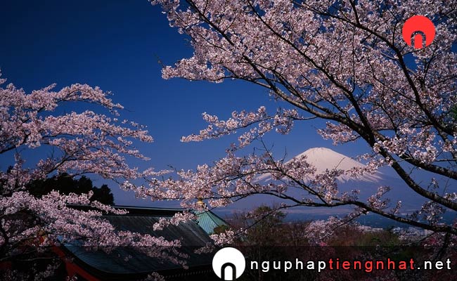 Những địa điểm ngắm hoa anh đào ở shizuoka - 富士仏舎利塔平和公園