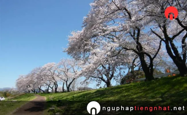 Những địa điểm ngắm hoa anh đào ở shizuoka - 狩野川さくら公園