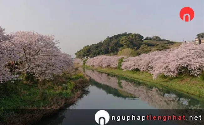 Những địa điểm ngắm hoa anh đào ở shizuoka - 勝間田川沿いの桜