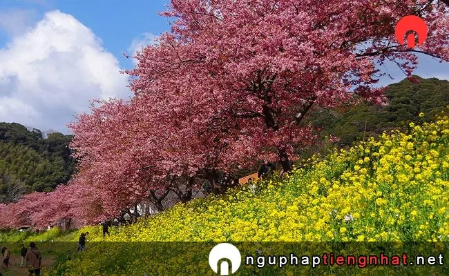 Những địa điểm ngắm hoa anh đào ở shizuoka - 下賀茂温泉の桜