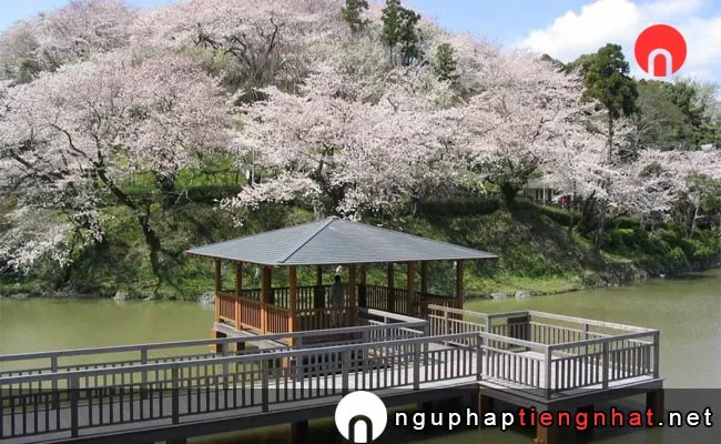 Những địa điểm ngắm hoa anh đào ở shizuoka - 清水船越堤公園