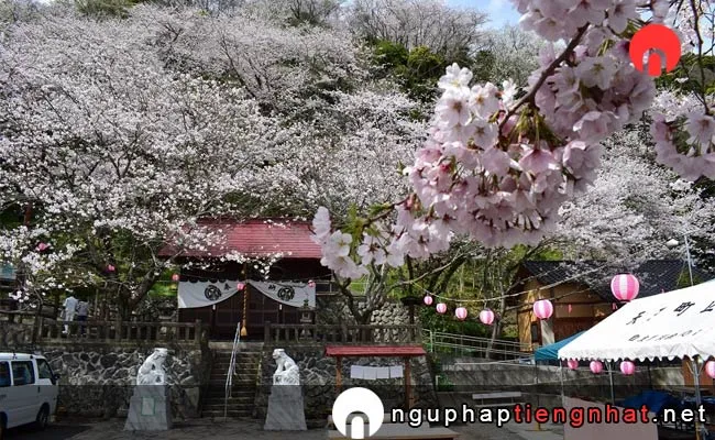 Những địa điểm ngắm hoa anh đào ở shizuoka - 御殿山の桜