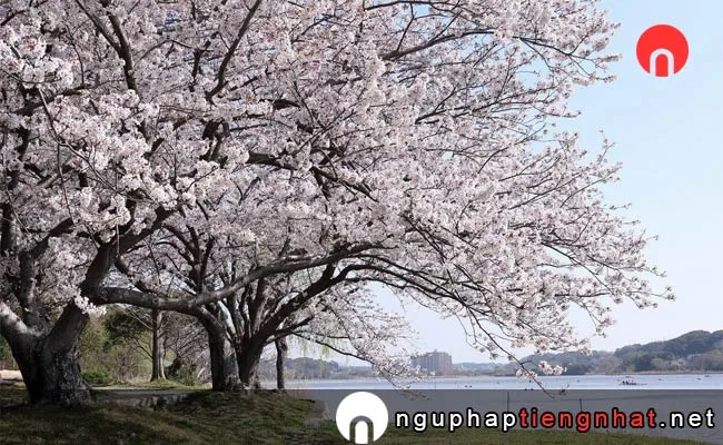 Những địa điểm ngắm hoa anh đào ở shizuoka - 佐鳴湖公園