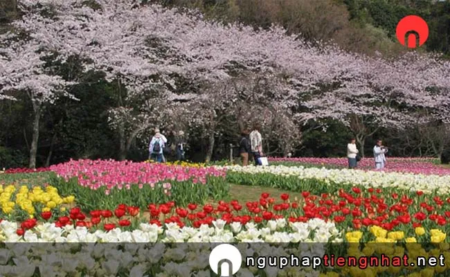 Những địa điểm ngắm hoa anh đào ở shizuoka - はままつフラワーパーク