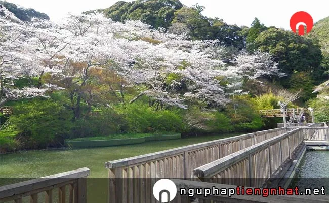 Những địa điểm ngắm hoa anh đào ở shizuoka - 奥山公園