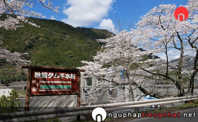 Những địa điểm ngắm hoa anh đào ở shizuoka - 秋葉ダム千本桜