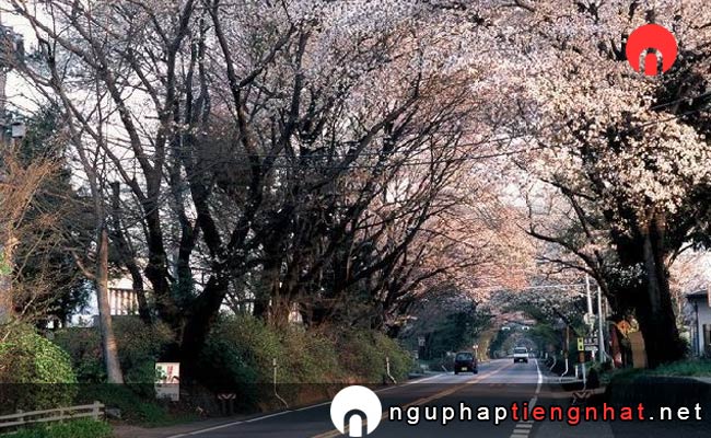 Những địa điểm ngắm hoa anh đào ở tochigi - 日光街道桜並木